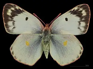 Colias alfacariensis  ♀