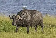 Black bovid