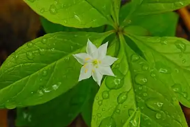 American starflower, Trientalis borealis, synonym Lysimachia borealis, May
