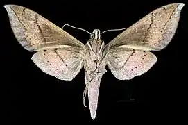 Female ventral view
