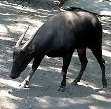 Black bovid