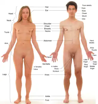 Photograph of an adult male human, with an adult female for comparison. The pubic hair of both models is removed.
