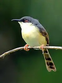 P.s. socialis showing tail graduations.