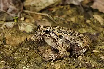 Image 1Spanish painted frogPhotograph: Benny TrappThe Spanish painted frog (Discoglossus jeanneae) is a species of frog in the family Alytidae. Endemic to Spain, it mostly lives in open areas, pine groves and shrublands. It feeds mostly on insects and worms.More selected pictures