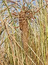 Nest suspended from grass, India