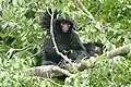 Spider Monkey