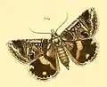By Herrich-Schäffer, 1858 (type description)