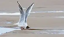 grey bird with dark brown head