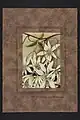 Clematis indivisa by Harriet Amelia Greenwood