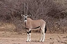 Brown bovid with black and white markings