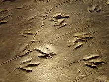 Eubrontes