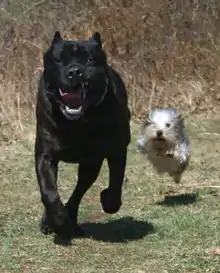 Image 13The difference in overall body size between a Cane Corso (Italian mastiff) and a Yorkshire terrier is over 30-fold, yet both are members of the same species. (from Dog anatomy)