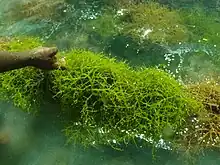 Eucheuma denticulatum, a species of red alga that naturally exists in the country.