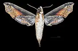Female ventral