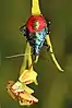 E. floridanus hunting a crab spider