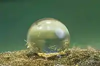 Hassallia byssoidea (biofilm and attached to the water droplet) is a terrestrial cyanobacterium forming extreme water-repellent biofilms on rocks. It uses the lotus effect for dispersal. Superhydrophobicity probably already evolved a billion years ago and may have played a crucial role in the land transition of life
