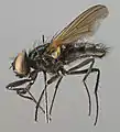 Hydrotaea dentipes