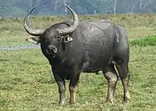 Black bovid