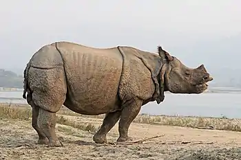 Gray rhinoceros