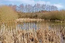 Ebblake Bog