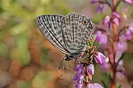 Lang's short tail blue (Leptotes pirithous) male underside