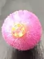Base of a fallen corolla, showing fused, hairy bases of stamens - which confer structural strength.
