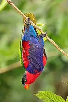 At Jurong Bird Park