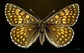 Female