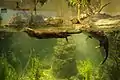 North American river otter (Lontra canadensis)