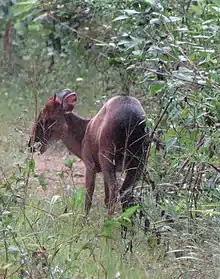 Brown bovid