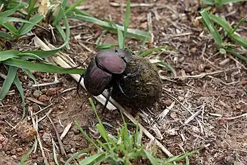 Dung beetle moving a ball of dung. In the same way, the beetles disperse and bury the seeds, ensuring ideal germination conditions of the plants.