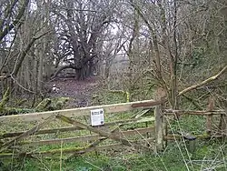 Quarry Wood
