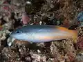 Raja dottyback weakly striped in Raja Ampat, 2020