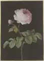 Rosa Rose (Rosa) mit einem braunen Käfer