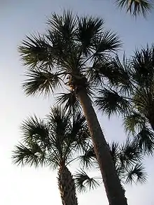 Sabal palm