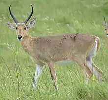 Brown and white bovid