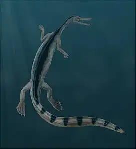 Reconstruction of Stereosternum