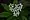 Galium aparine, stickywilly, White Cliff Fen and Forest