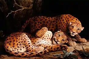 Two Leopards (c. 1776), oil on panel, 90.5 x 137.4 cm., private collection