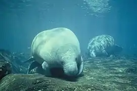 West Indian manatees can be found in the state forest.