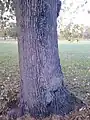 Bole