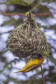 male P. v. peixotoi nest buildingSão Tomé and Príncipe