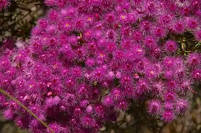 Verticordia monadelpha