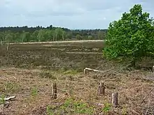 Woolmer Forest