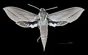 Female dorsal